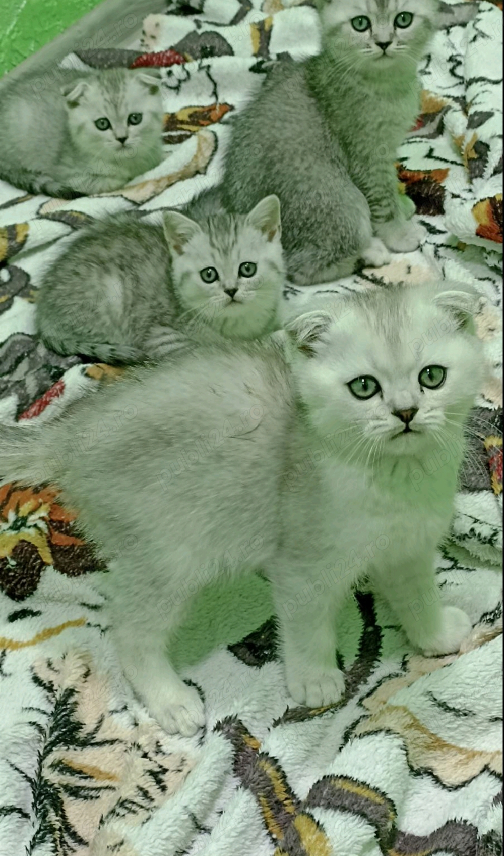 Scottish fold chinchilla 