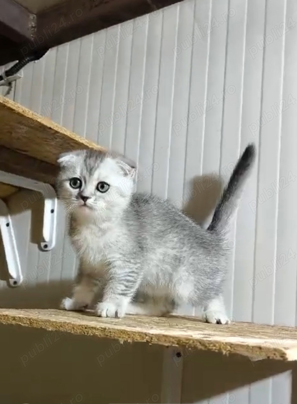 Scotish fold chinchilla 