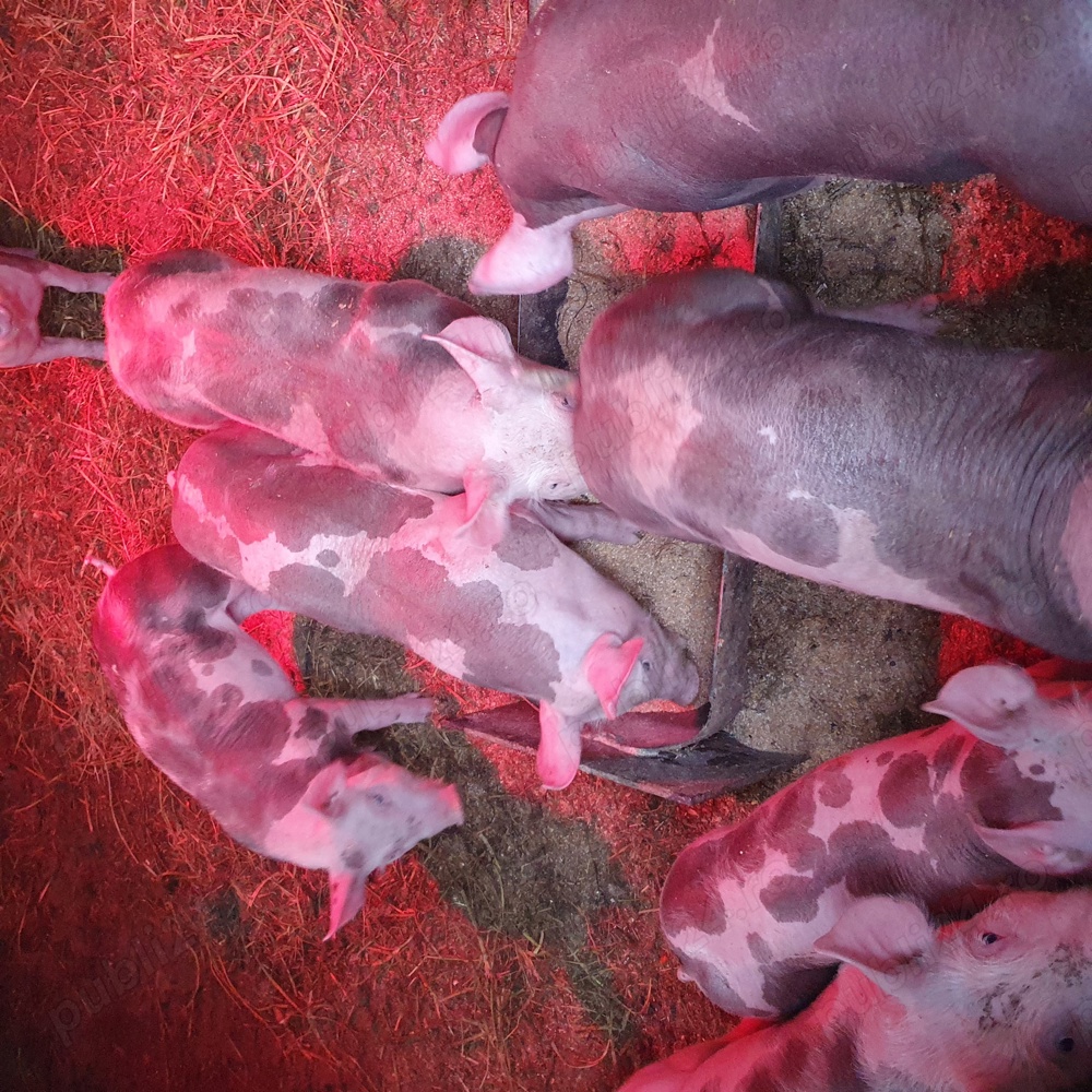 purcei petrain  purcei petrain