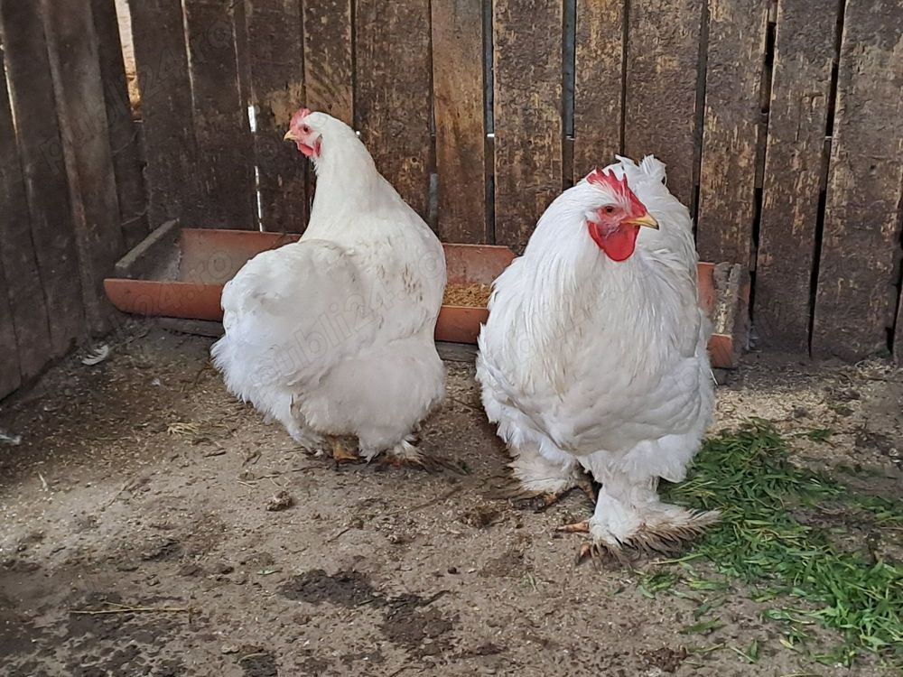 Vând pereche de cochinchina alb