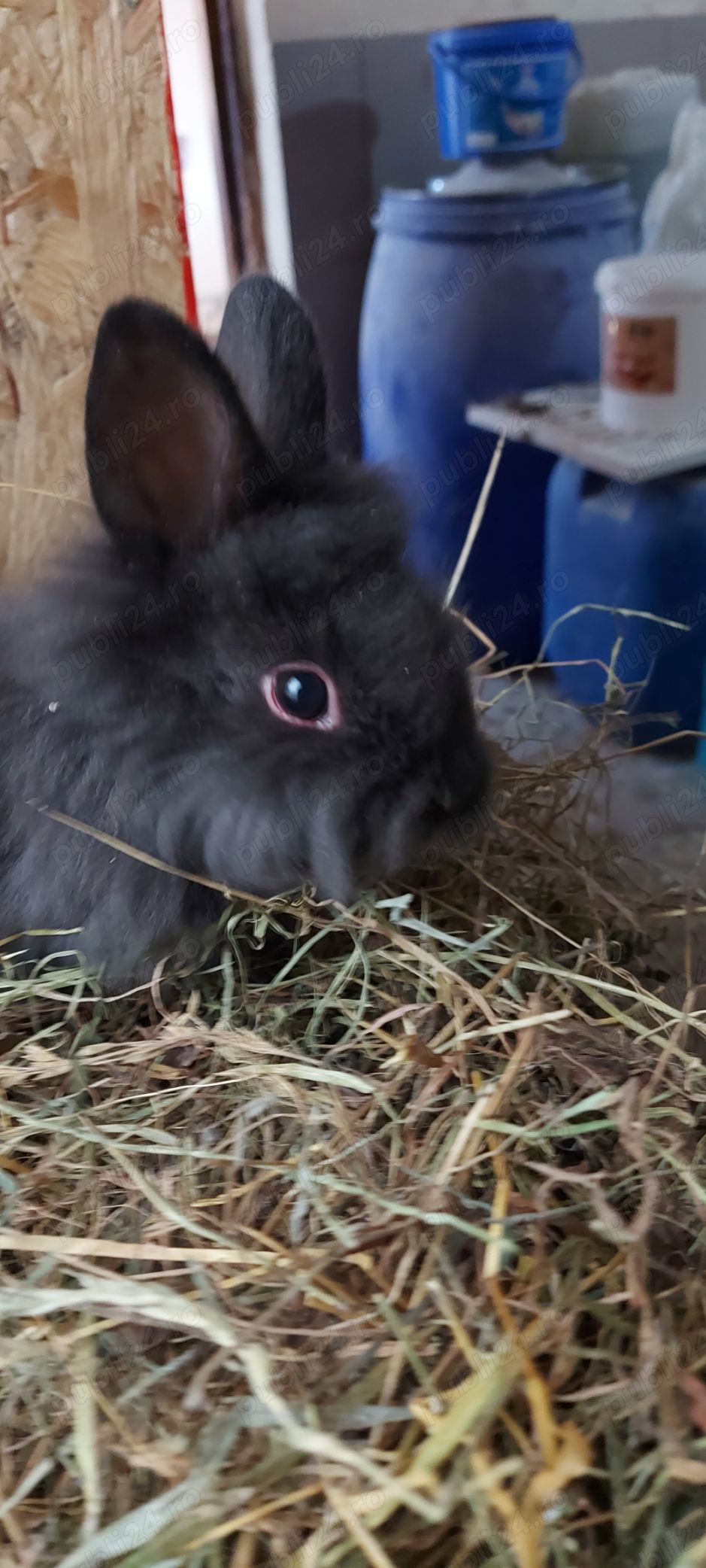 Iepurași pitici cap de leu 