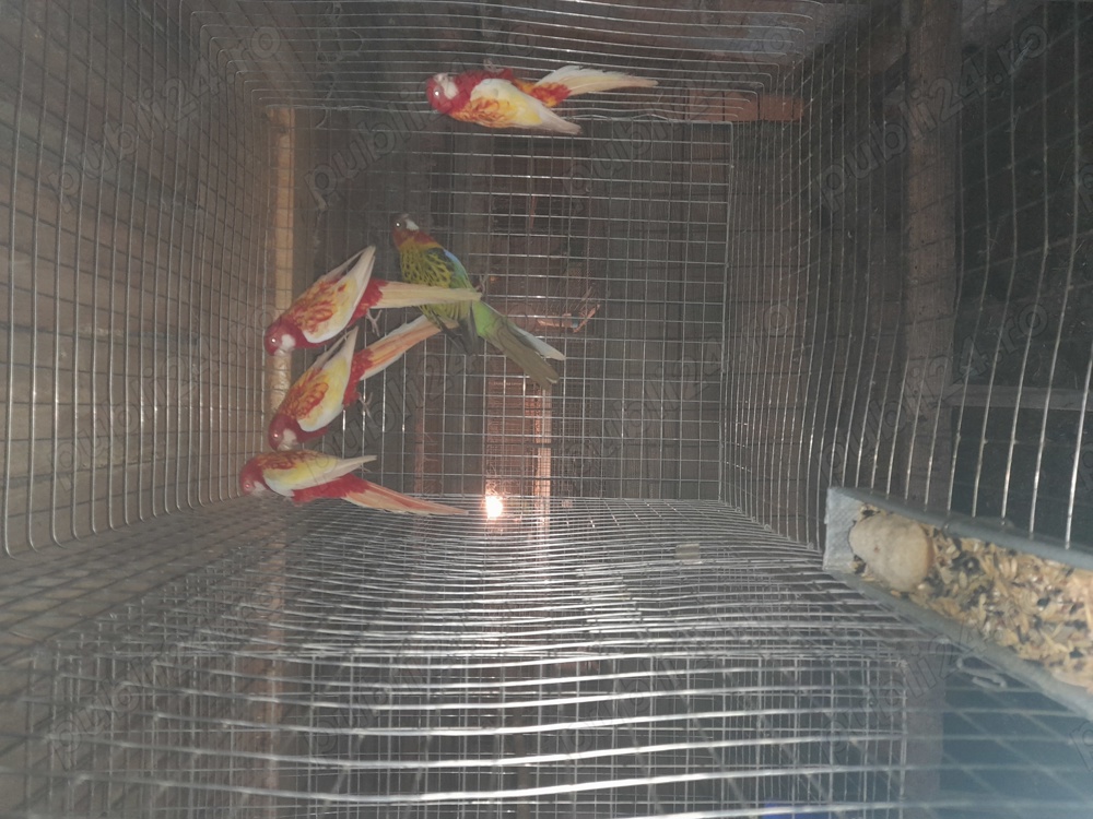 Papagali rosella și baraband 