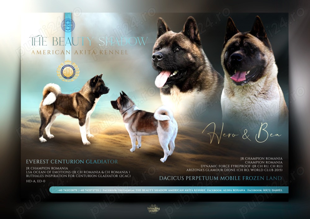 Pui Akita American cu Pedigree