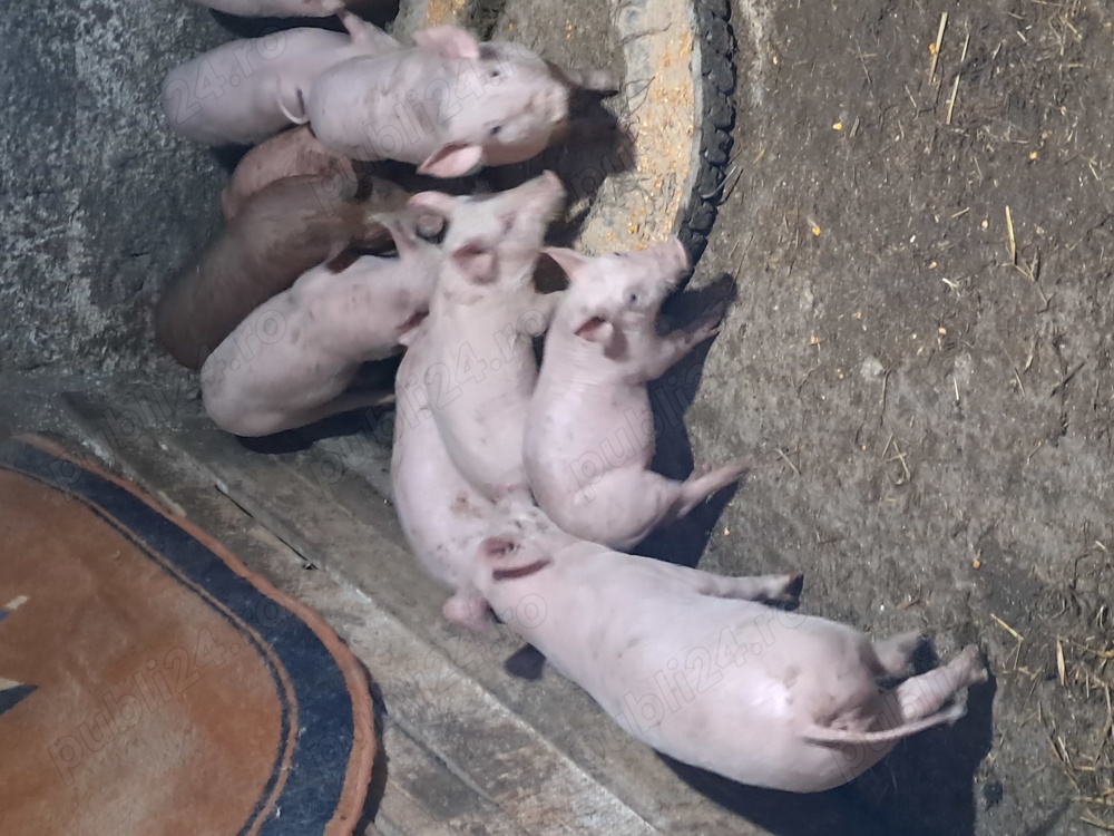 Purcei de vanzare  Purcei de vanzare