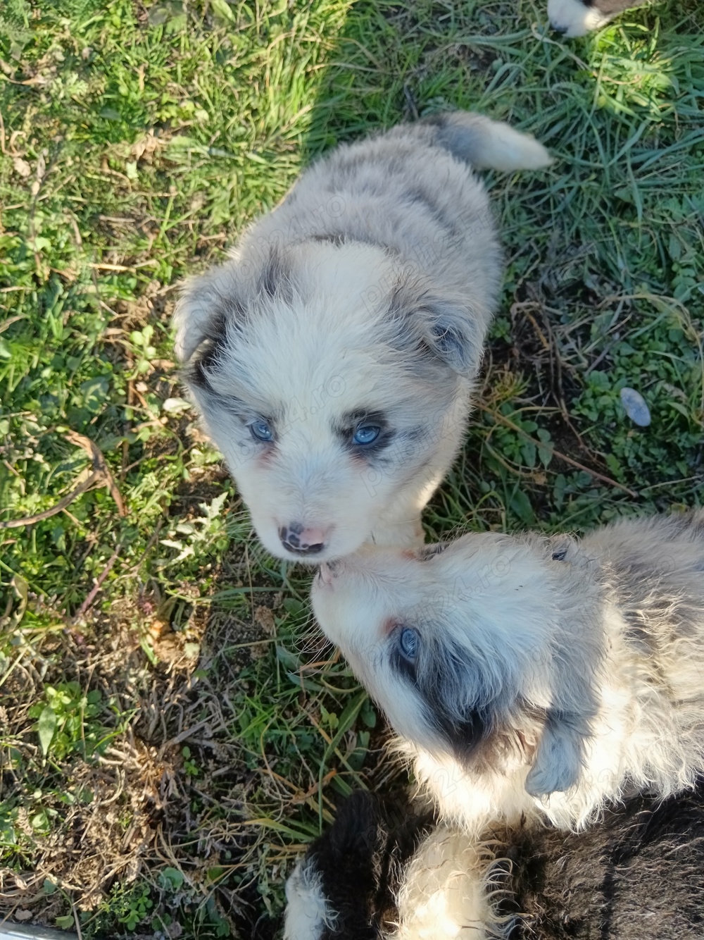 pui border collie cu pedigree 