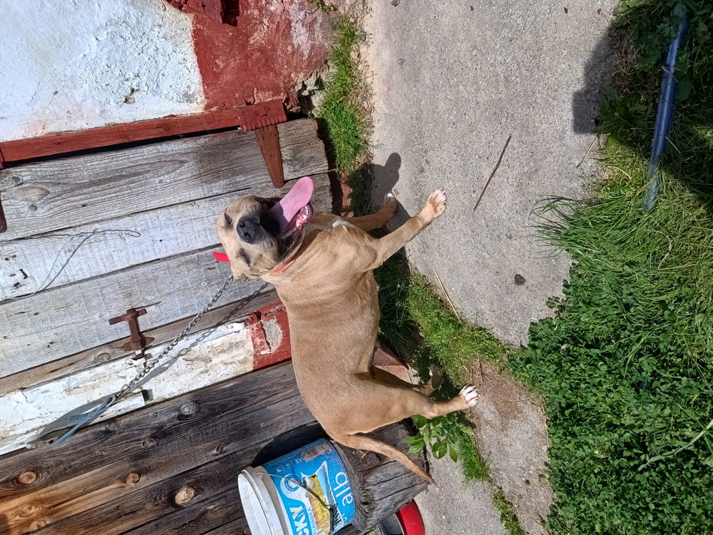 schimb cu oi,capre,pasari,etc