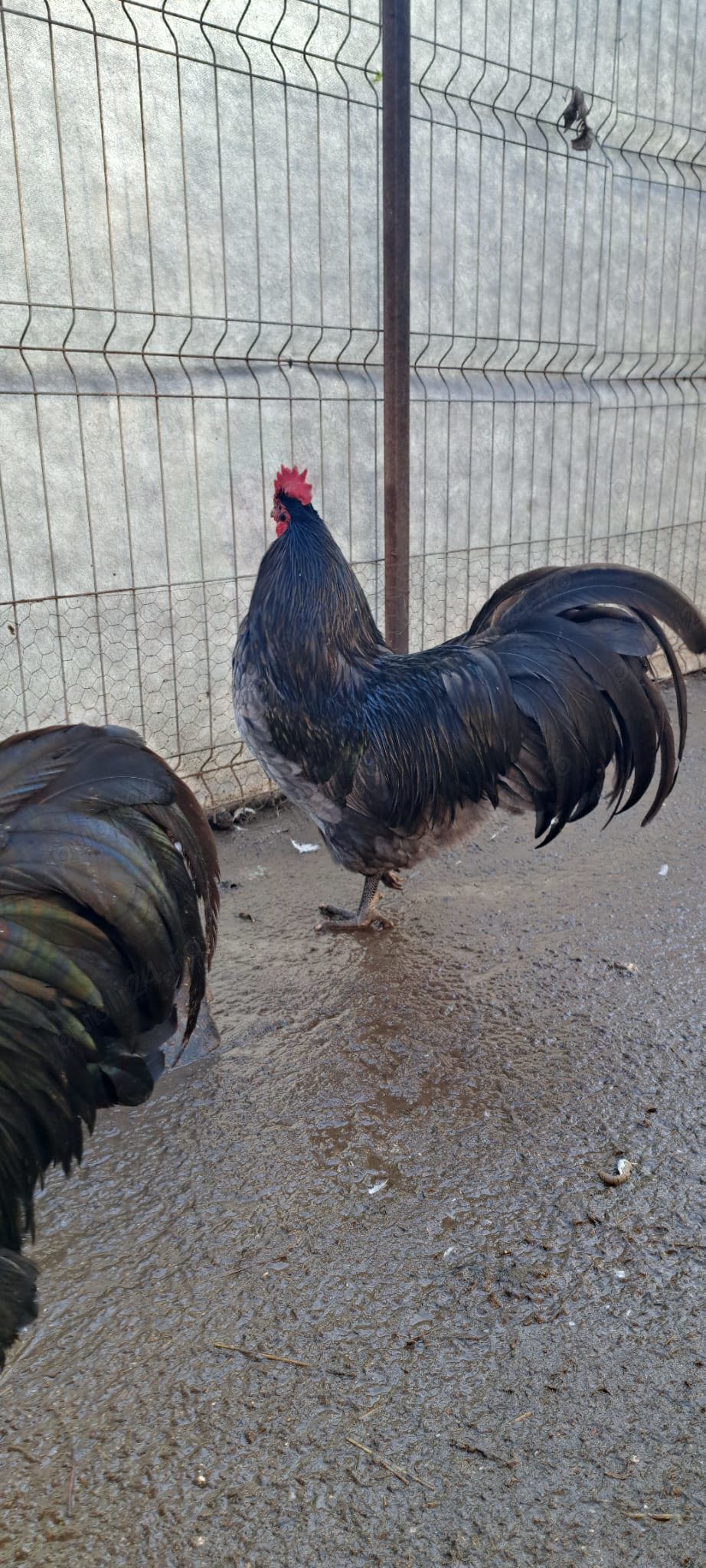 Vand 1 pereche de playmuth si 1 per de australorp.