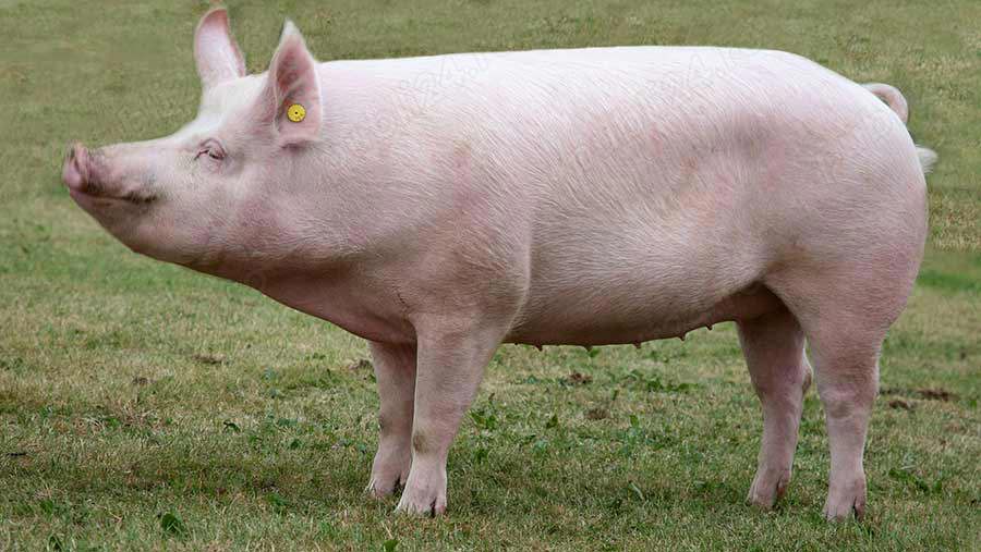 Vand porci purcei Marele Alb si Mangalita Vand porci purcei Marele Alb si Mangalita