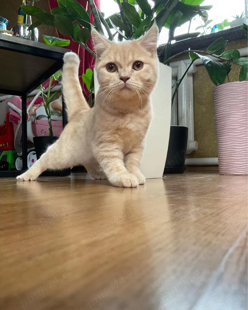 British crem asigur transport contra cost