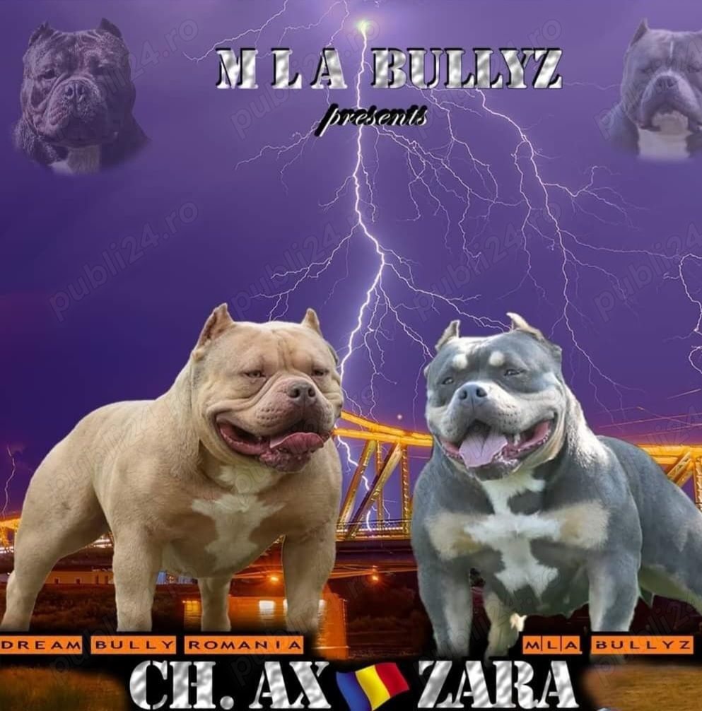 Mascul American bully pocket  Mascul American bully pocket