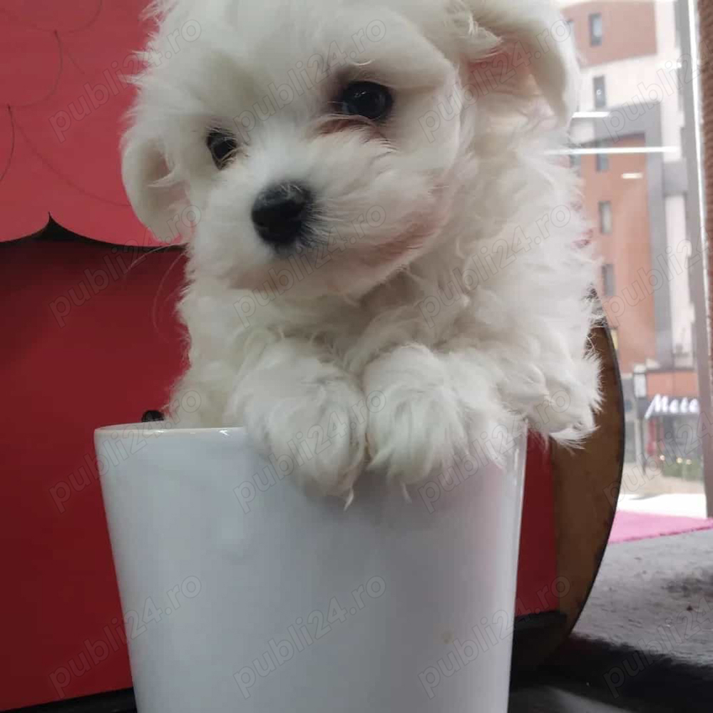 bichon maltez alb toy