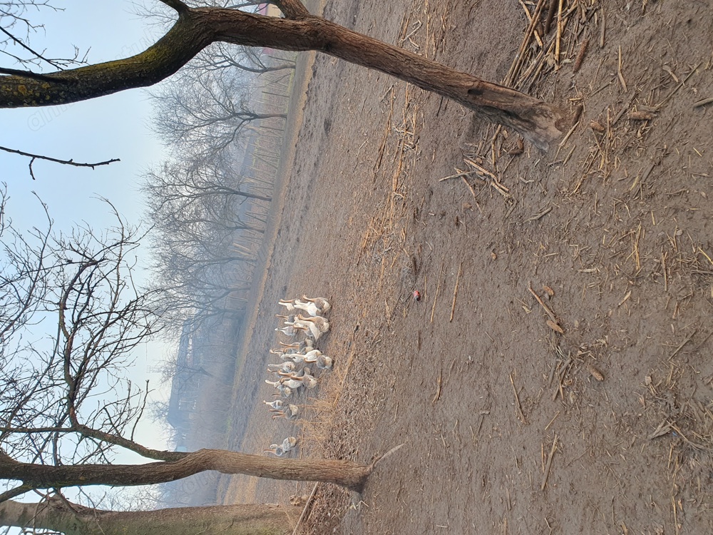 Giste de vinzare,lesesti.