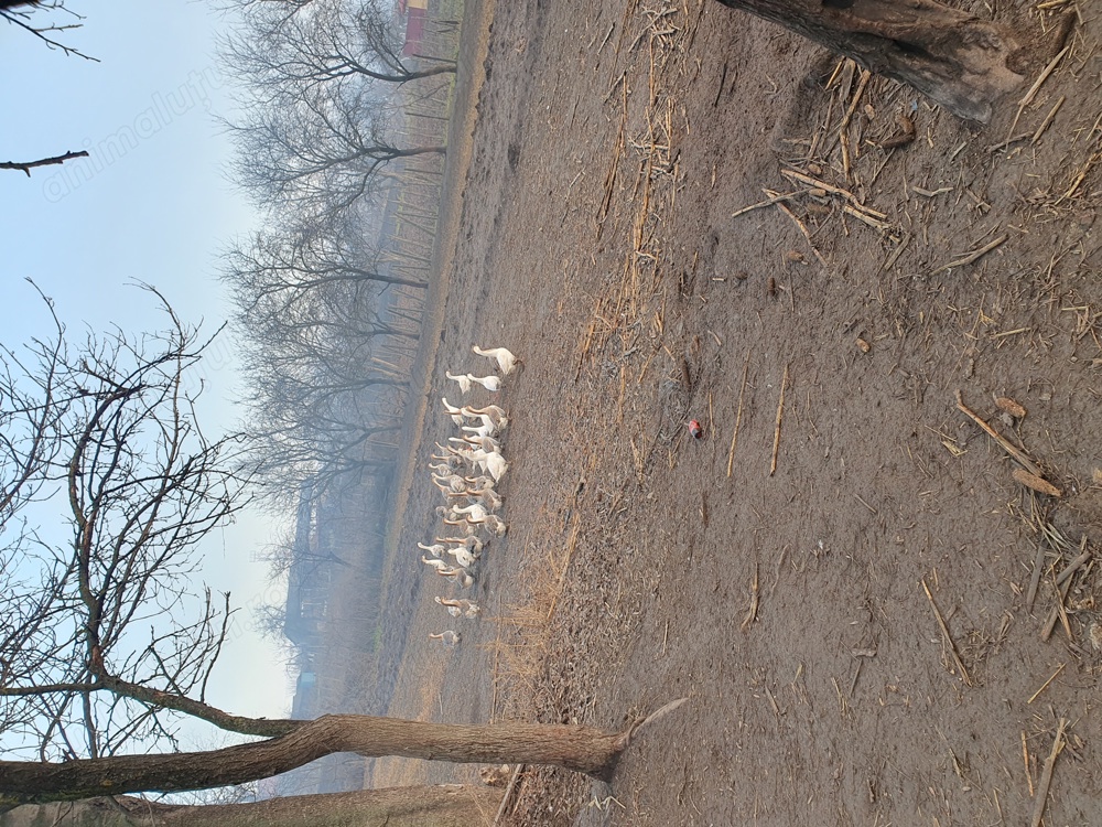 Vind  giste crescute  în gospodarie.