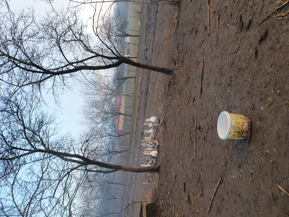 Vind giste  crescute la curte.