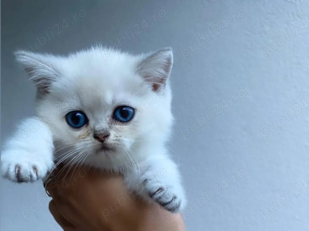 British Shporthair White Tabby 