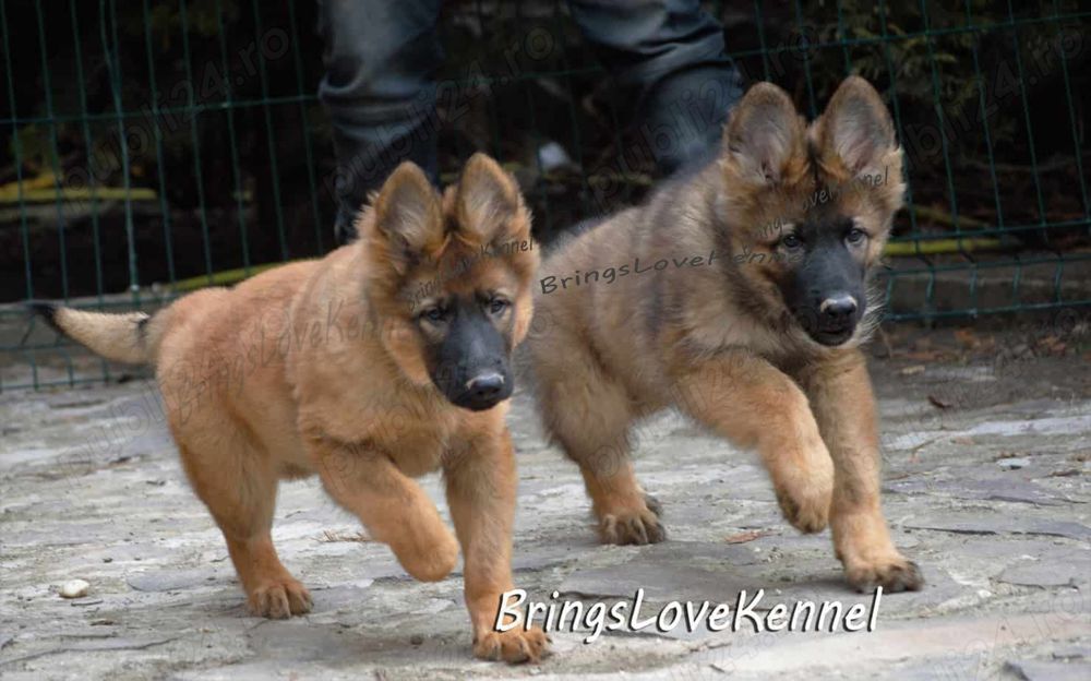 Pui ciobanesc german linie de lucru cu par lung si scurt, pedigree tip a