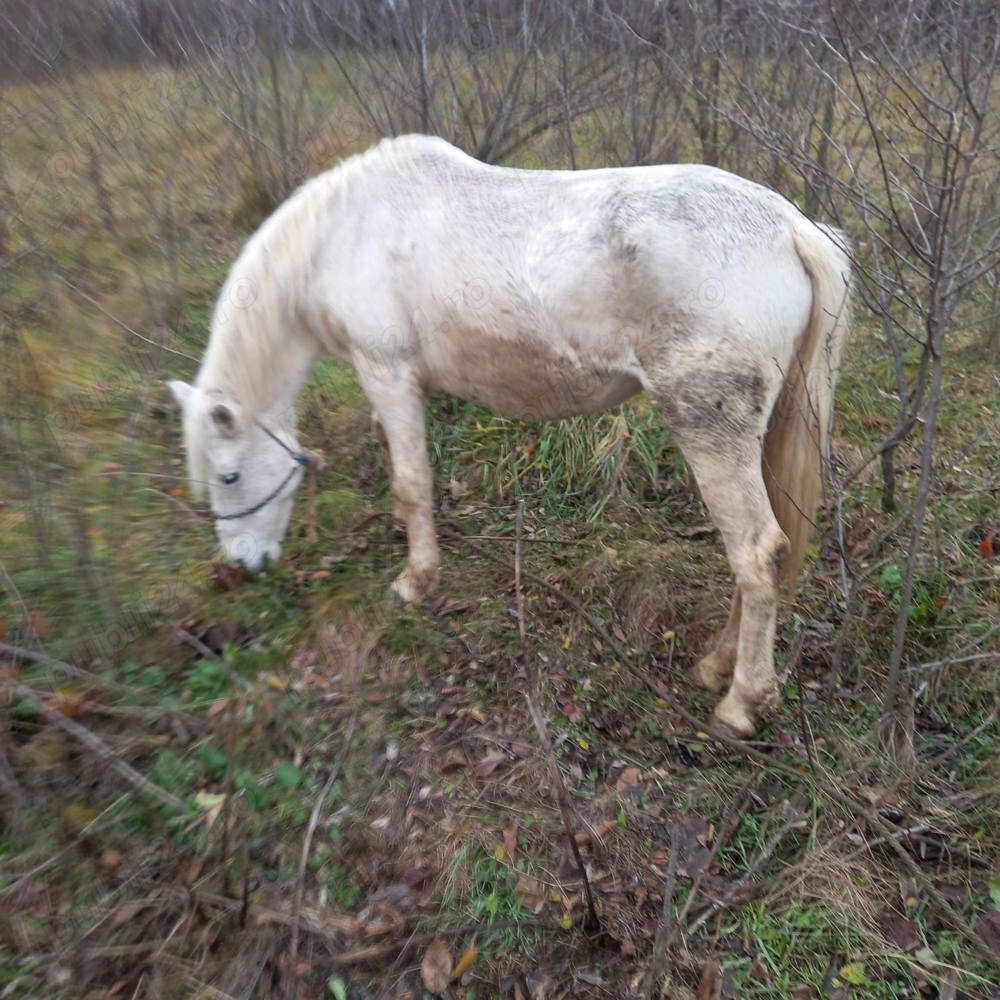 vand urgent cal de rasa 