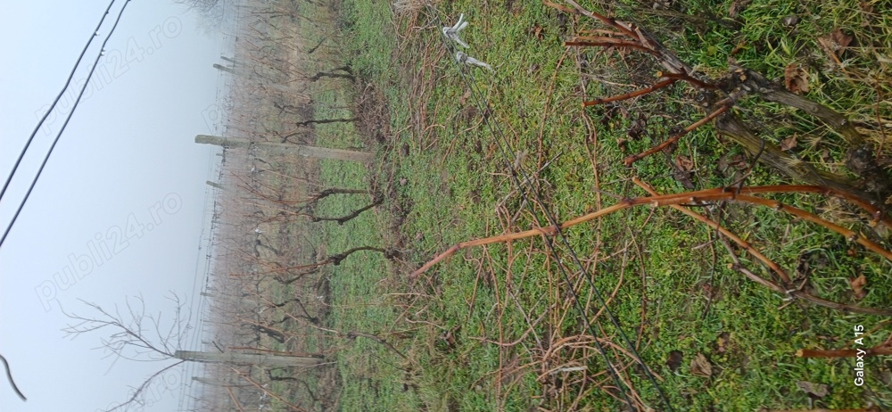 Vie de vanzare mâsca măderat Vie de vanzare mâsca măderat