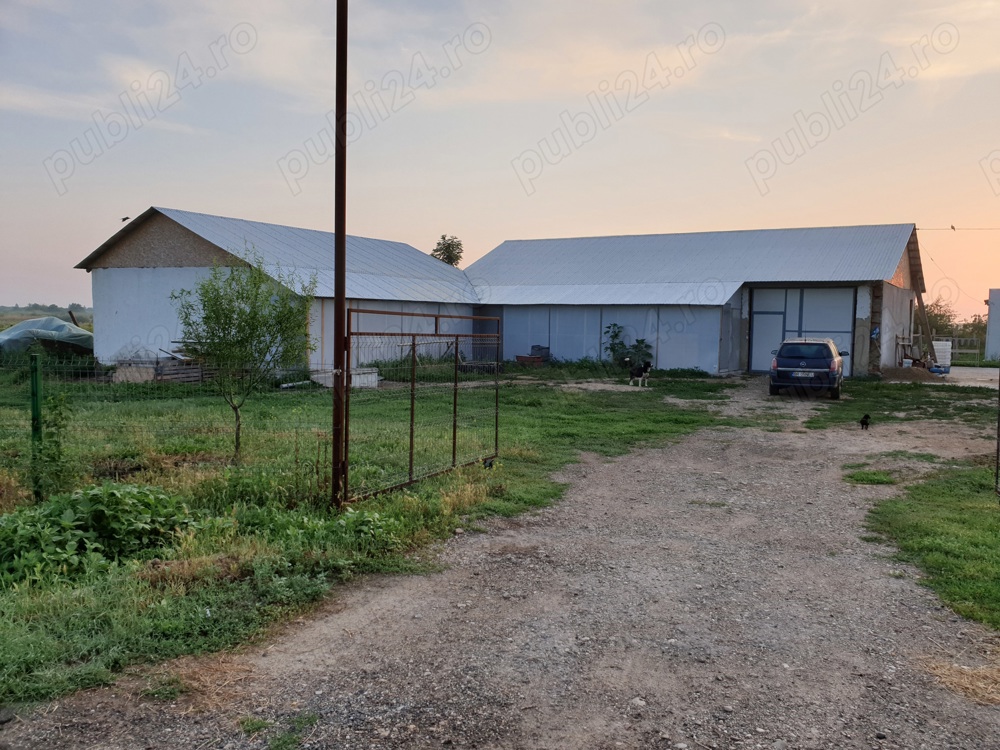 Hale, teren intravilan, ferma păsări 
