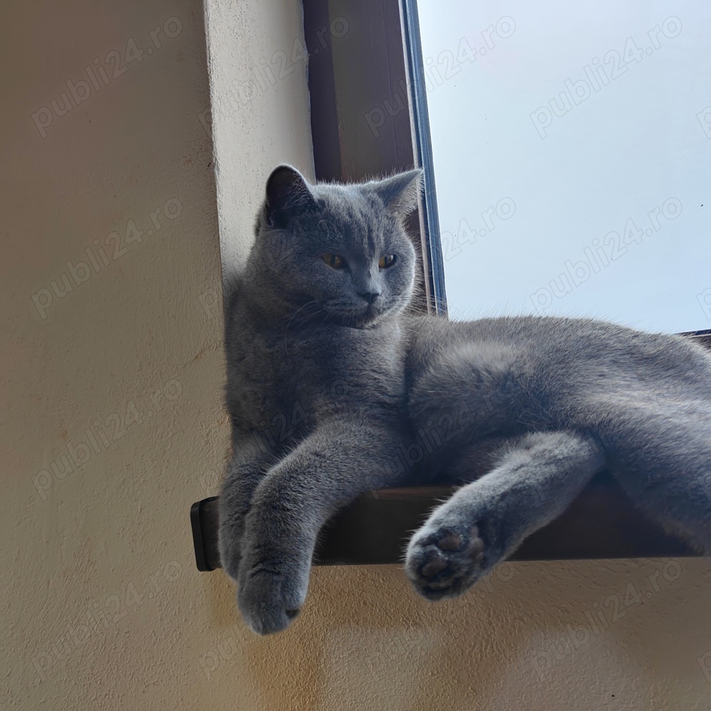 Motan British Shorthair 