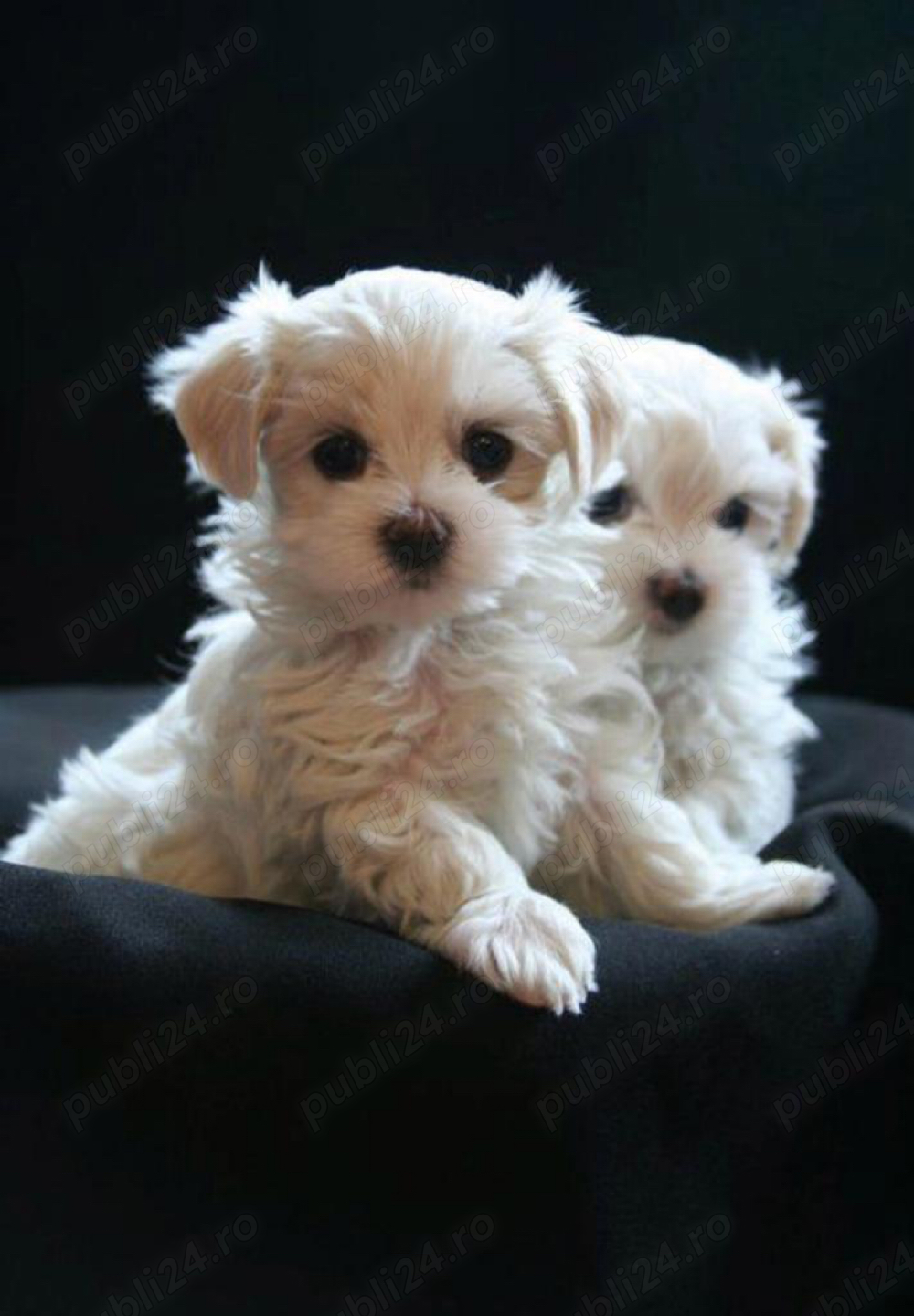 bichon maltez alb 2 luni