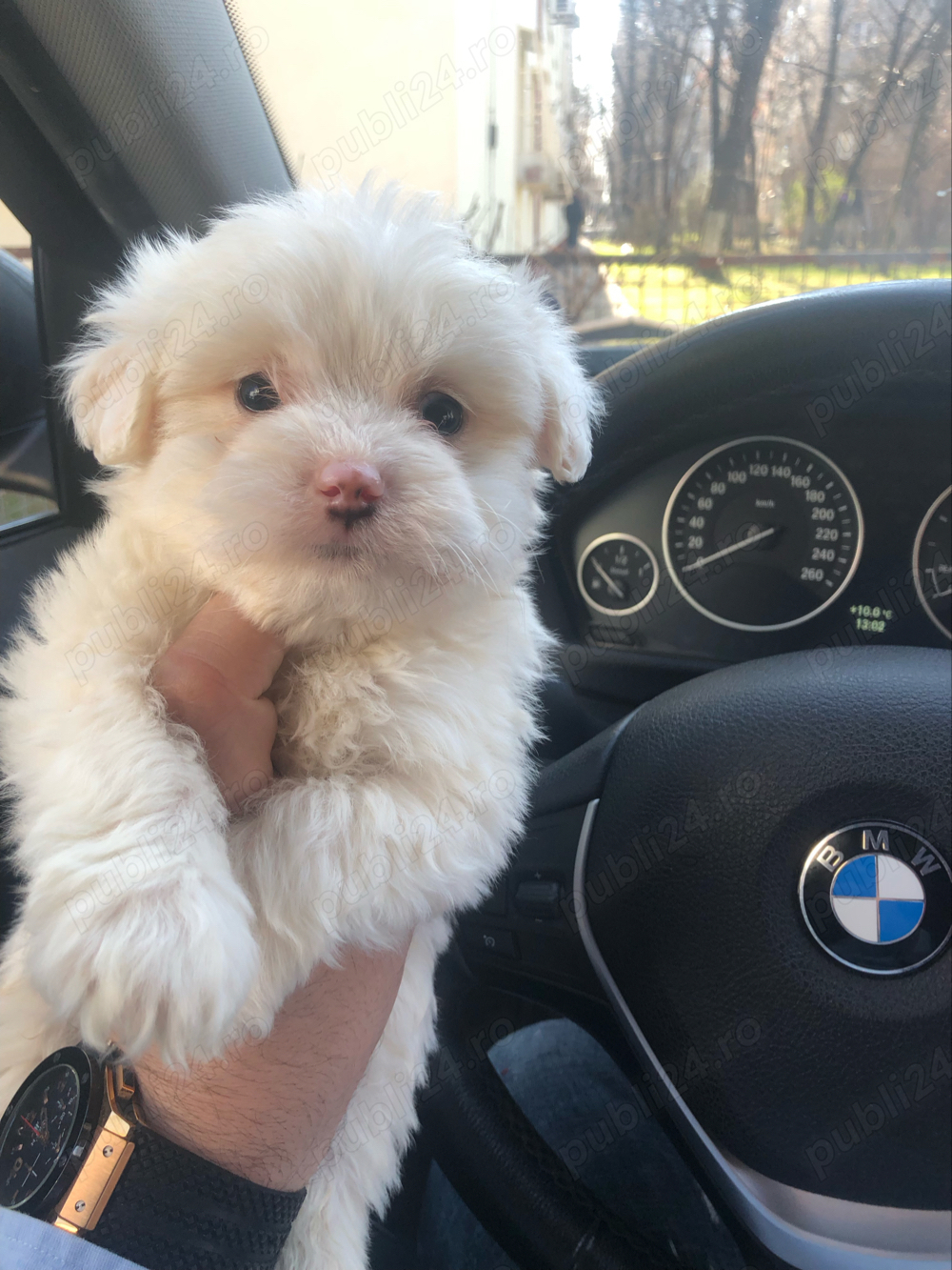 bichon maltez alb 2 luni