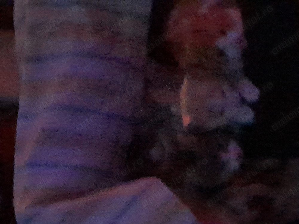 Animalute de companie 