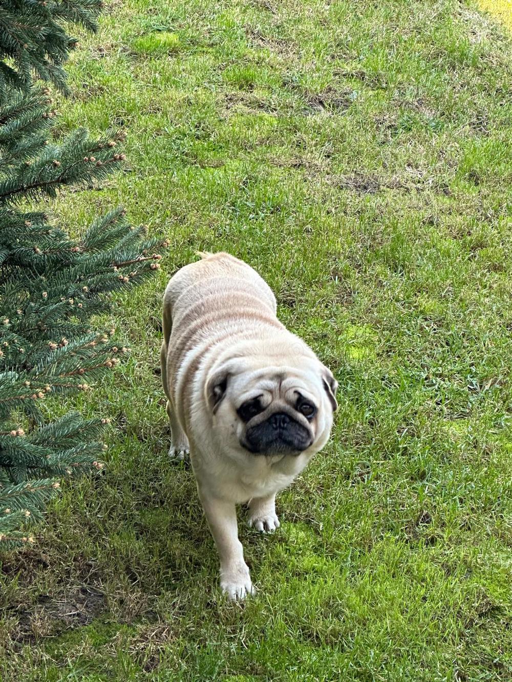 Mascul PUG caut partenera