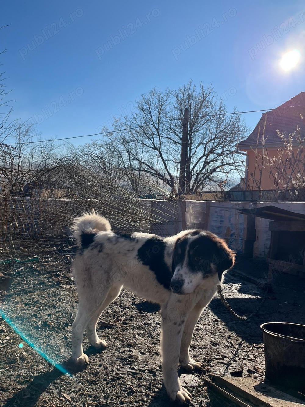 Asia Centrala Femela