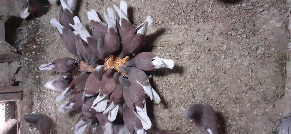 Vind porumbei voiajori rosii sport și solzați Vind porumbei voiajori rosii sport și solzați