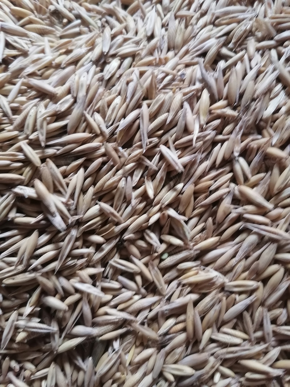  vînd strujeni pentru animale 2.50lei snopu plus ovăz preț 1.50 telefon  