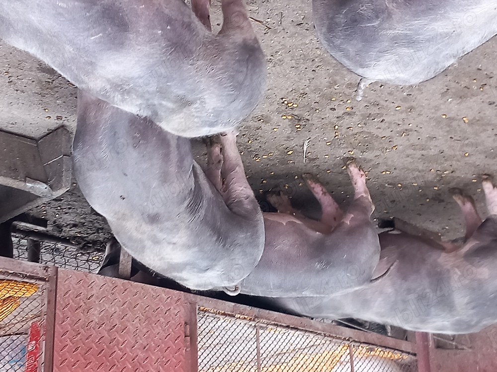 Soldani pietrean belgian