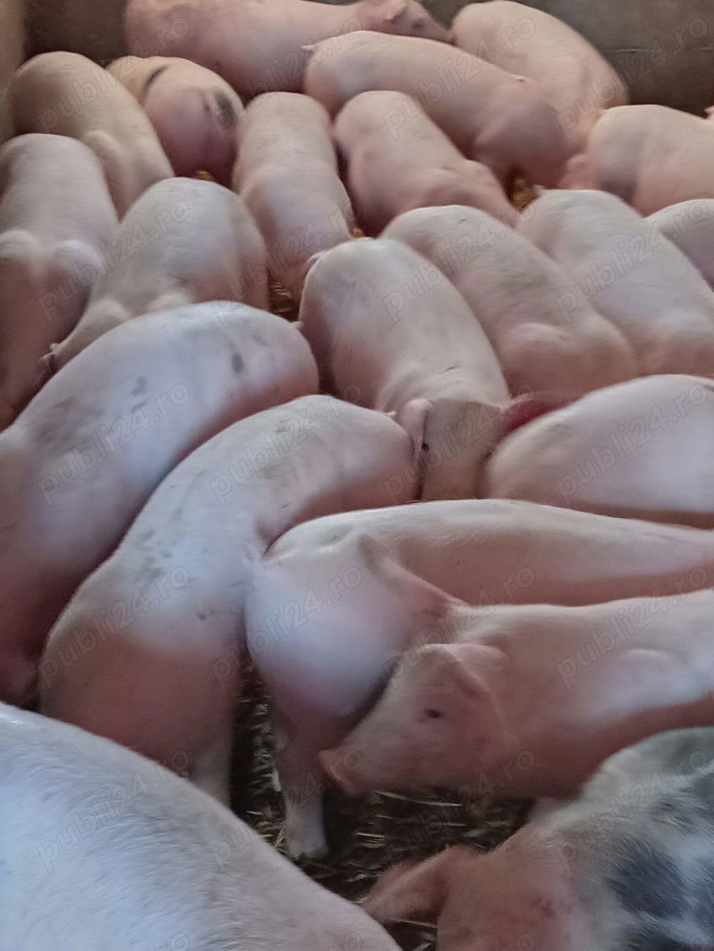 purcei si porci mari