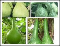 10 Seminte de Dovlecel tigva verde deschis  inchis