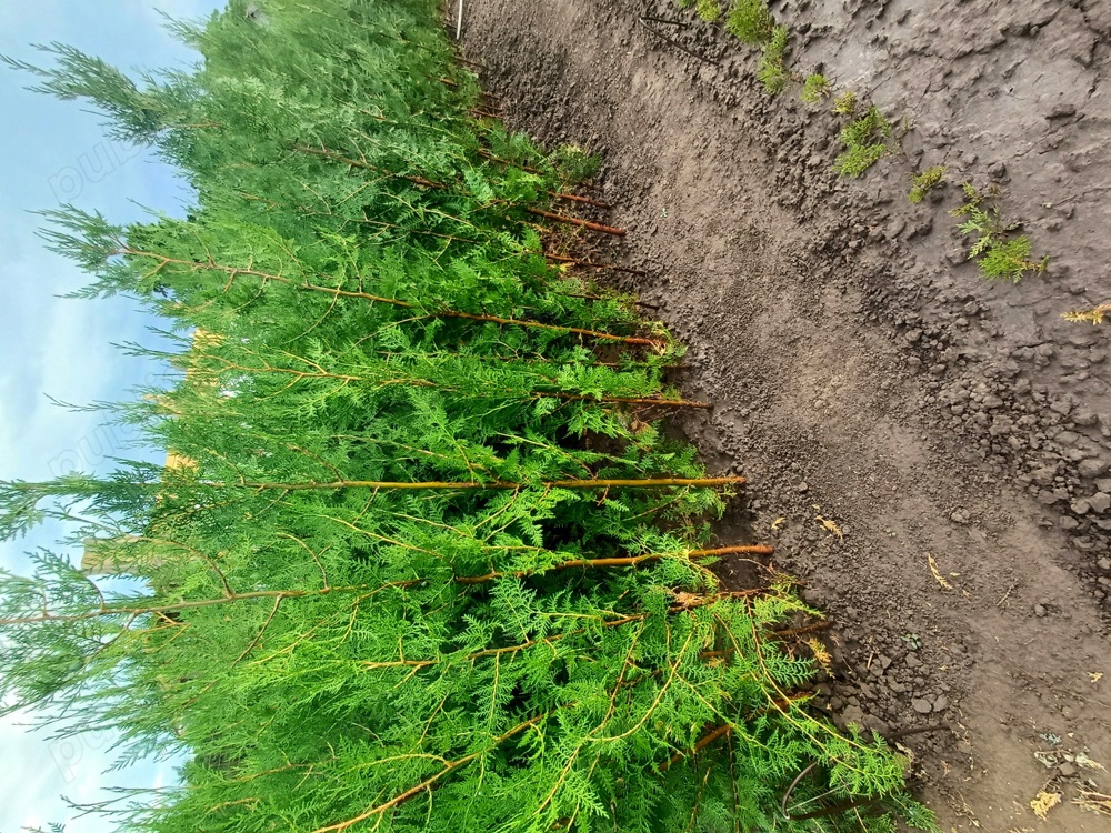 tuia biota orientalis 