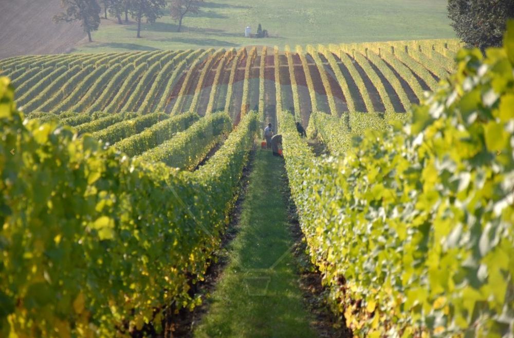 DOMENIU VITICOL DE 114 HA EXTRAVILAN DE VANZARE IN ARAD