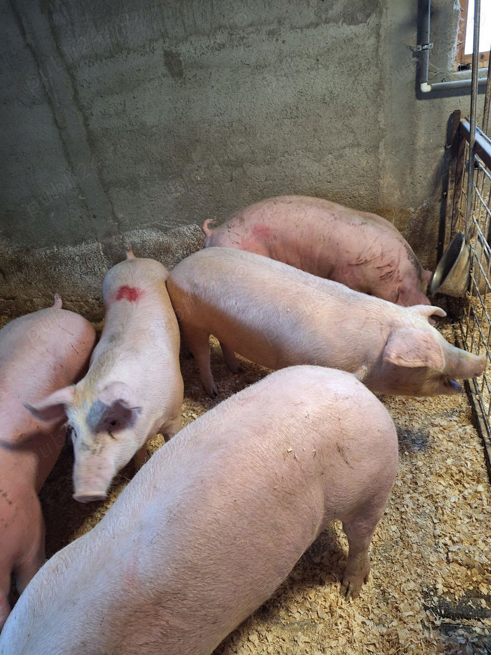 porci mari  și mici 