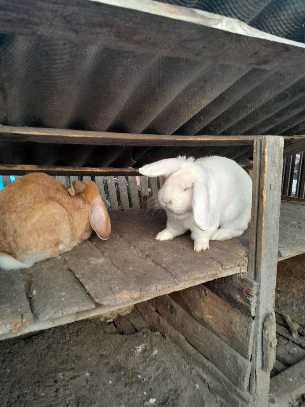 Disponibil iepuri diferite rase se vând și tăiați 