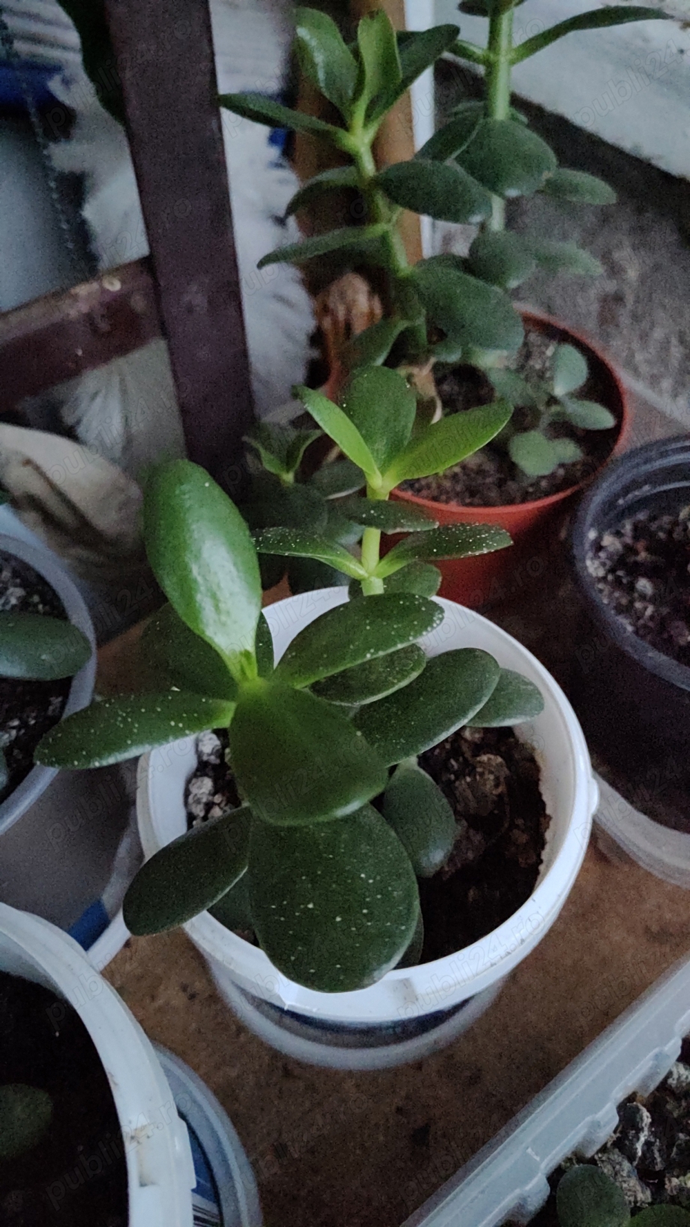 vând plantă decorativă Crassula