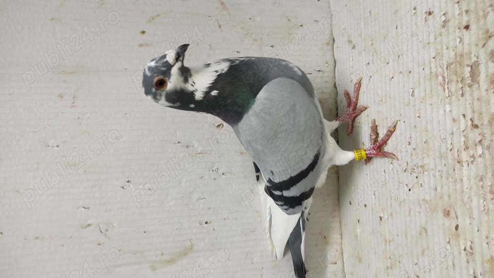 Porumbei voiajori masculi si femele