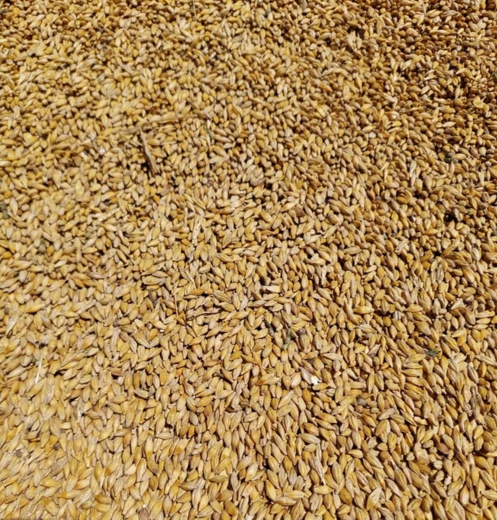 Vând orzoaică de primăvară și ovaz