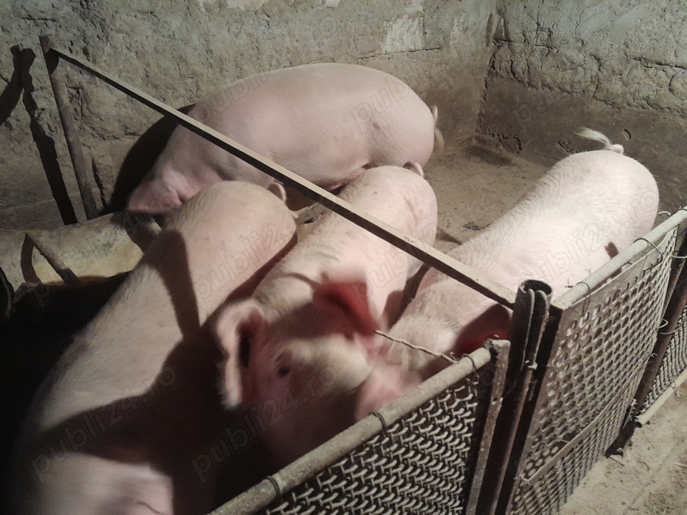 Vand porcii 150 și 180kg