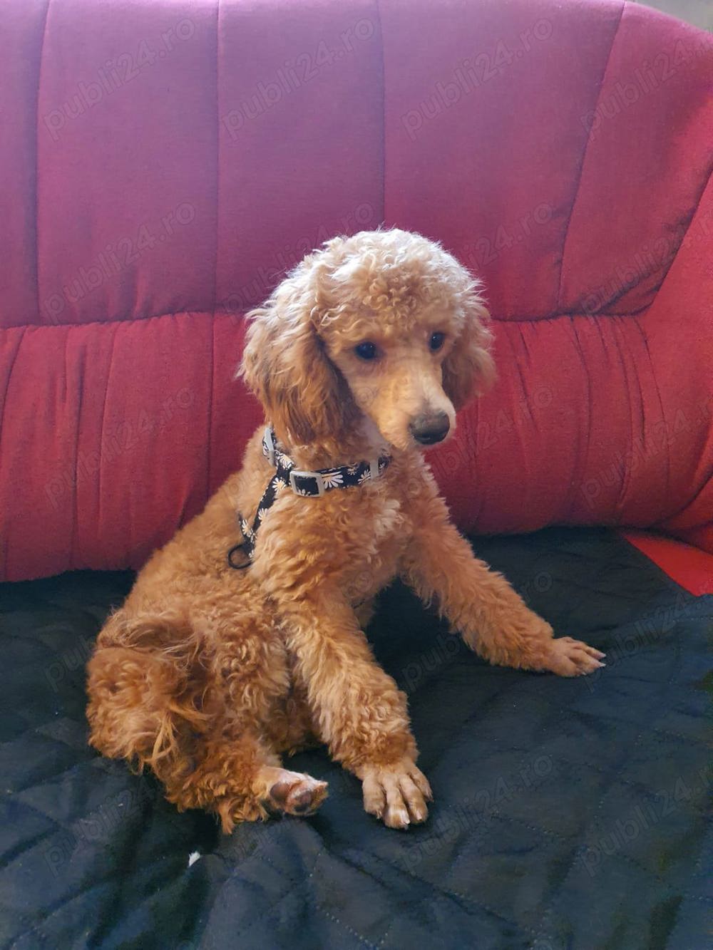 Pudel pitic Pudel pitic