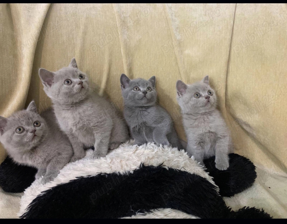 British shorthair blue