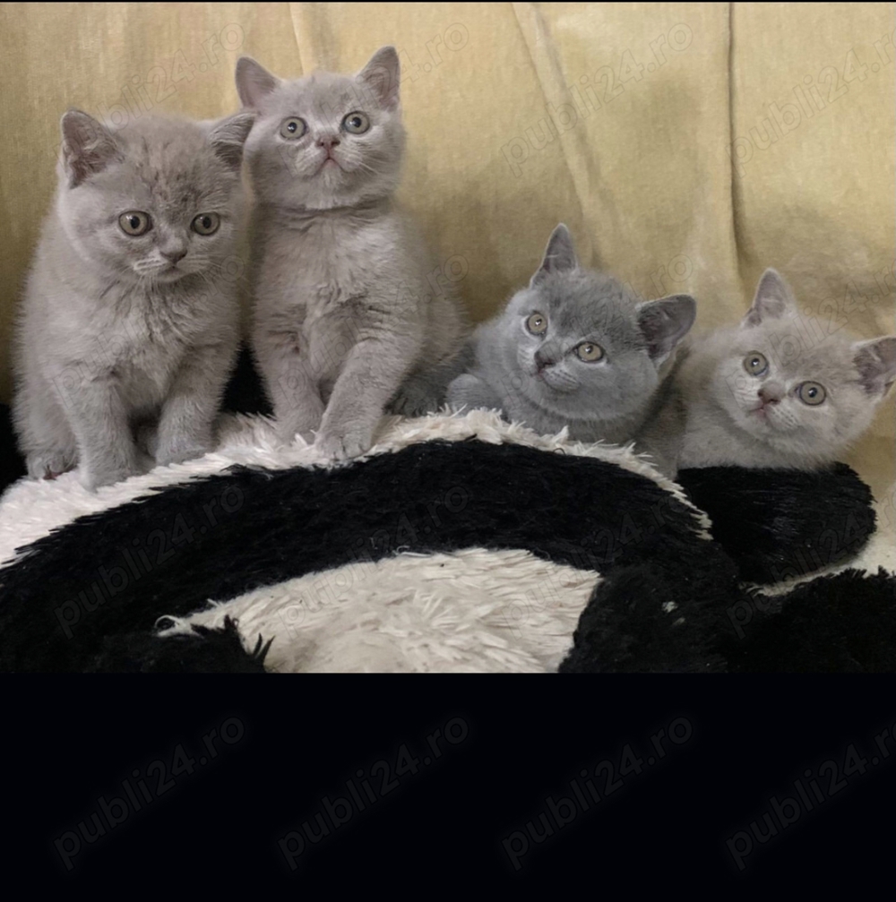 British shorthair blue