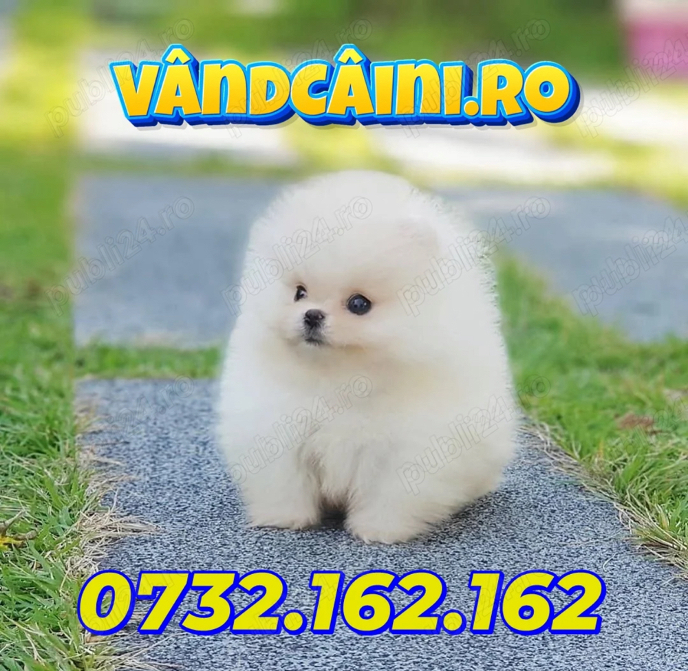 Pomeranian Cu sau fara Pedigree- Factura,Microcip,Carnet,Inregistrare-Livrare la Bucuresti
