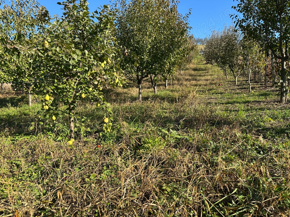 Teren Intravilan Vulturi,Popricani