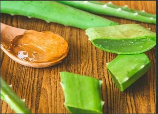 aloe vera - 5-10 plante veche de 3 ani - pentru tratament