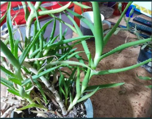 aloe vera - 5-10 plante inalte de cca 50cm vechi de peste 2 ani - bune pt tratament