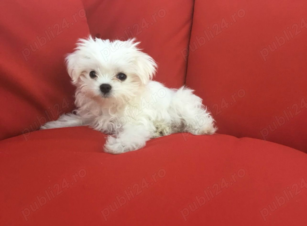 bichon maltez alb 2 luni bichon maltez alb 2 luni